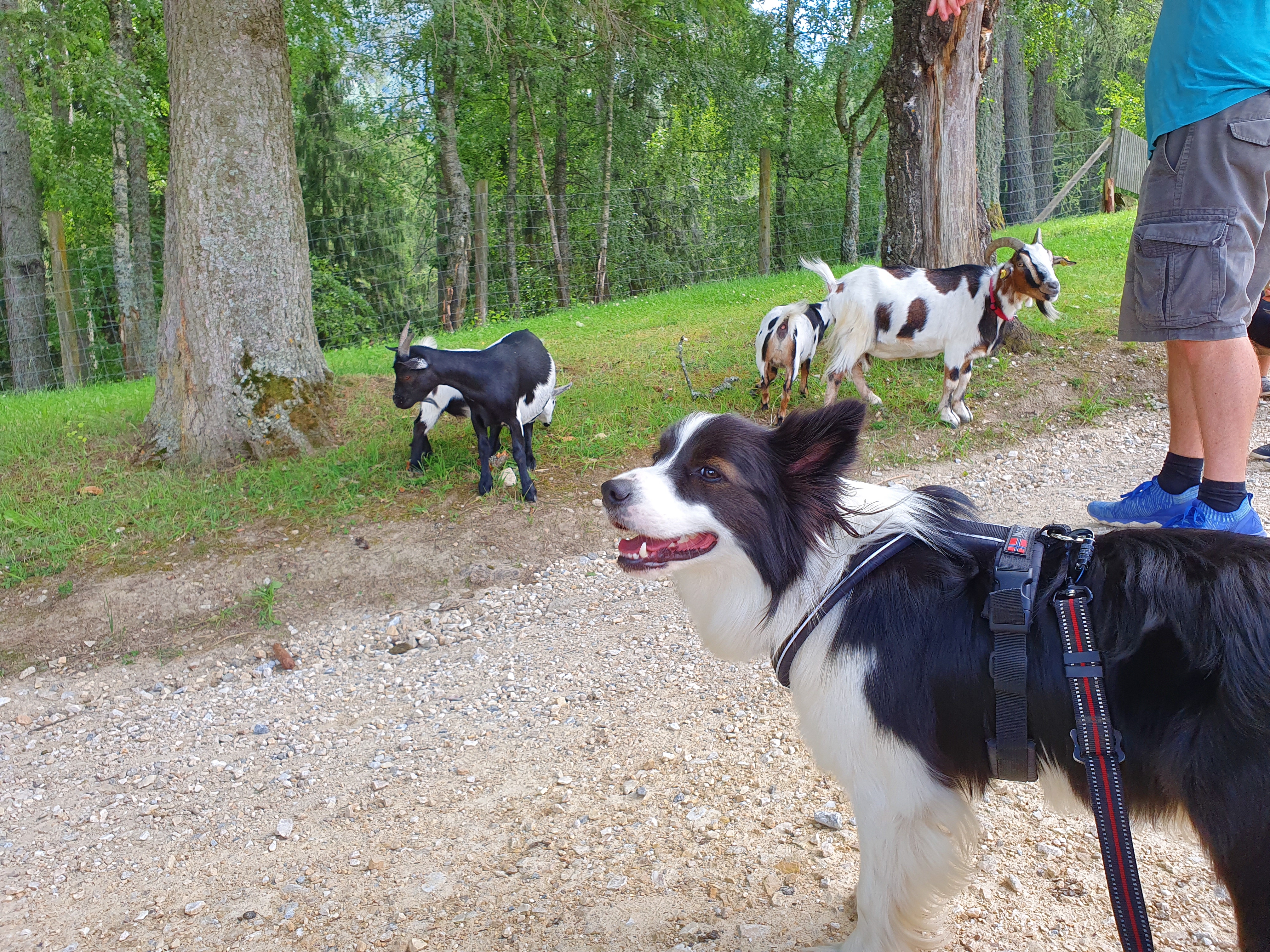 Tagesausflugsziel mit Hund und Kind: Wildtierpark Mautern (Stmk.)