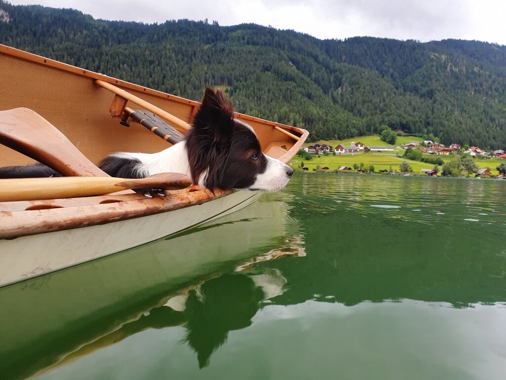 Let's Dog Geheimtipp für Urlaub mit Hund in Österreich