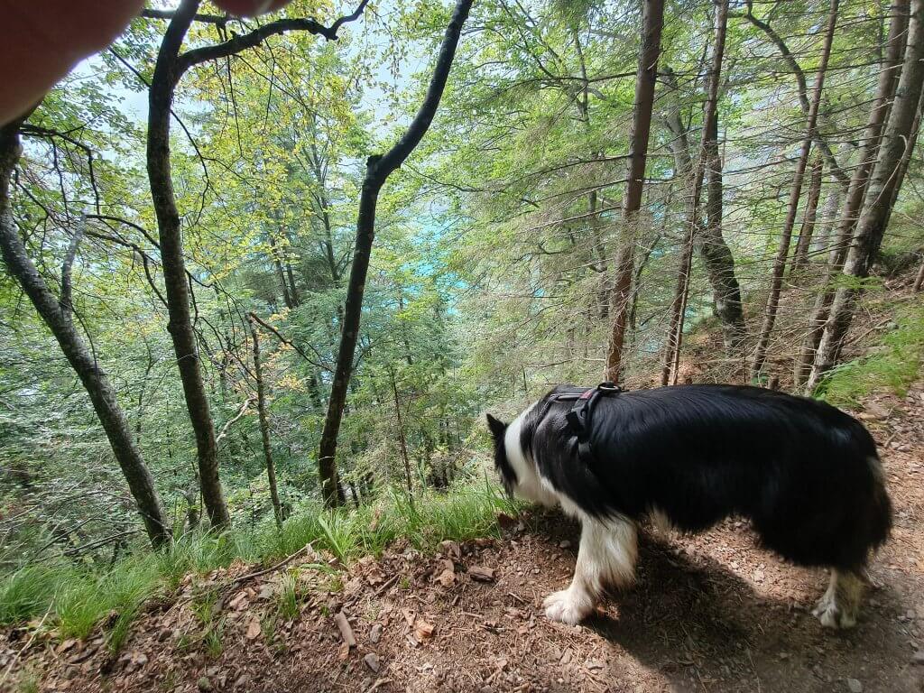 Let's Dog Geheimtipp für Urlaub mit Hund in Österreich