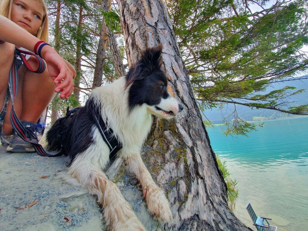Let's Dog Geheimtipp für Urlaub mit Hund in Österreich