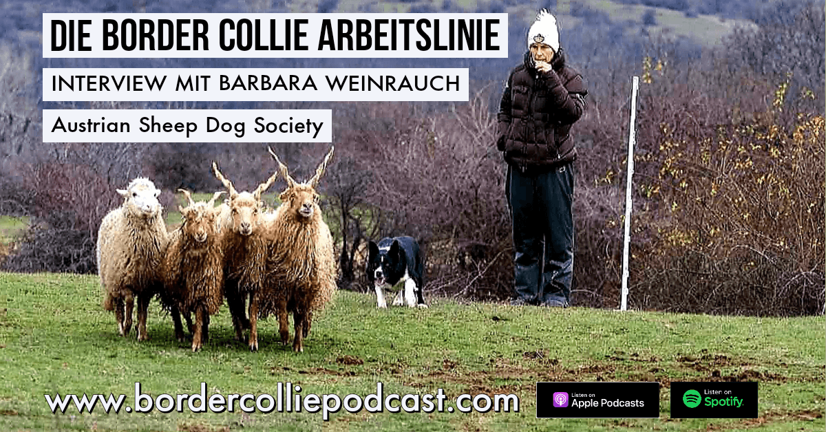 Die Border Collie Arbeitslinie - PODCAST Interview