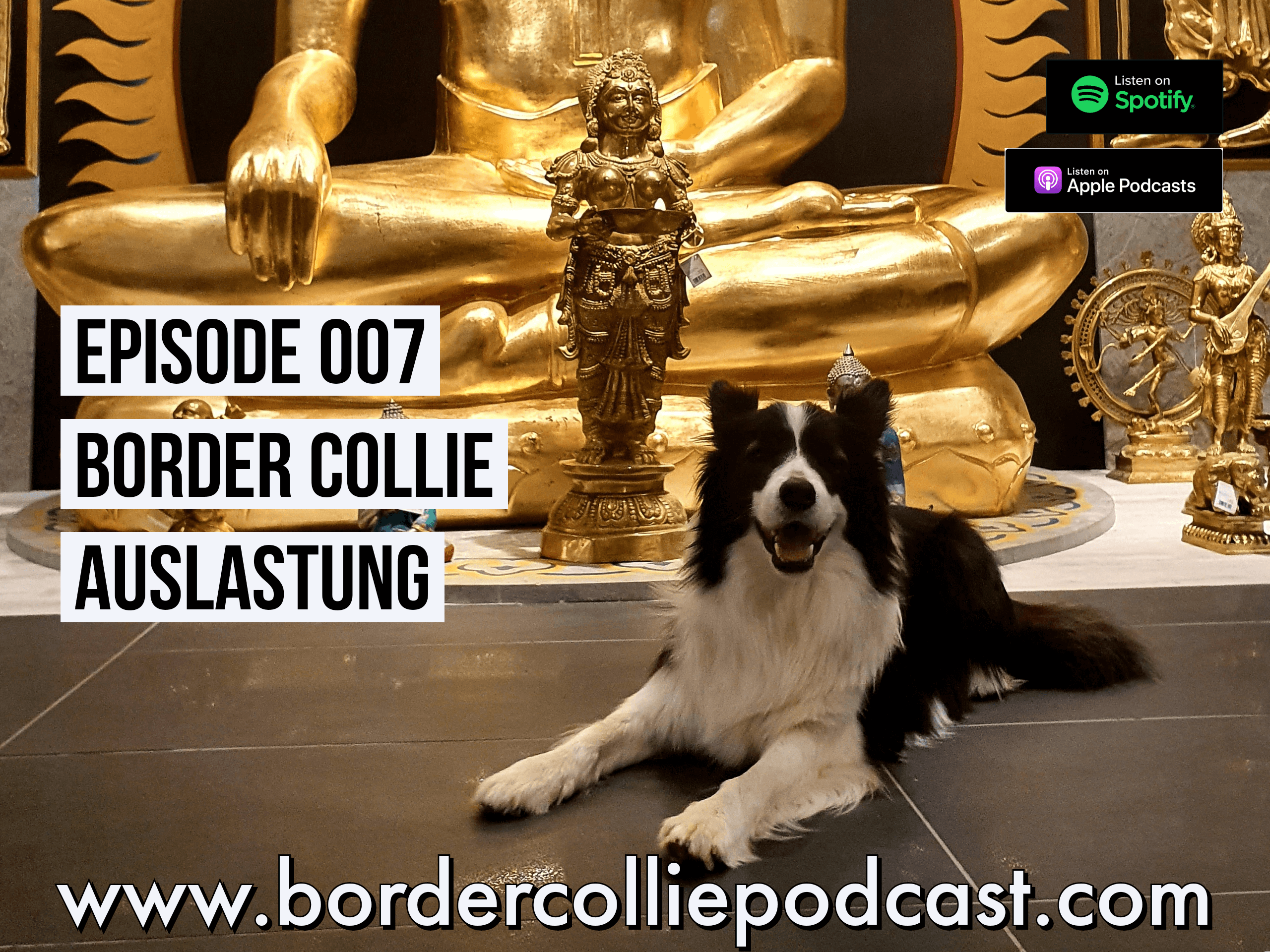 Die richtige Auslastung meines Border Collies - Podcast Episode 007 online