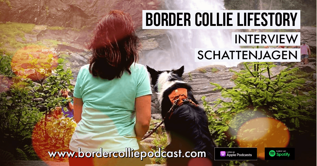 Der Schatten jagende Border Collie - LIFESTORY INTERVIEW
