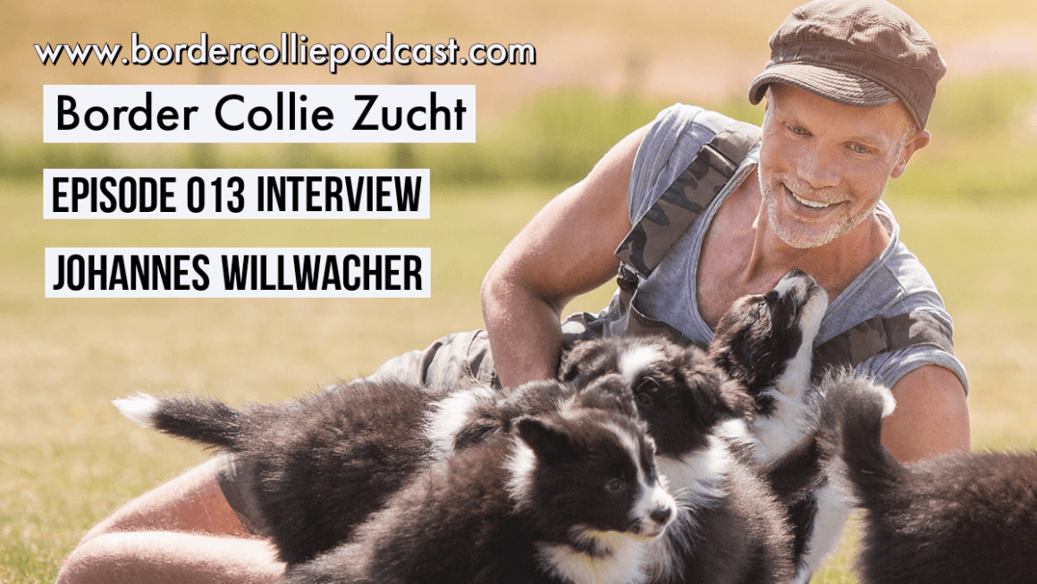 Die Border Collie Zucht nach FCI – Interview mit Johannes Willwacher – Podcast Episode 013
