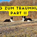 Distanz und Konzentrationstraining mit dem Border Collie Junghund