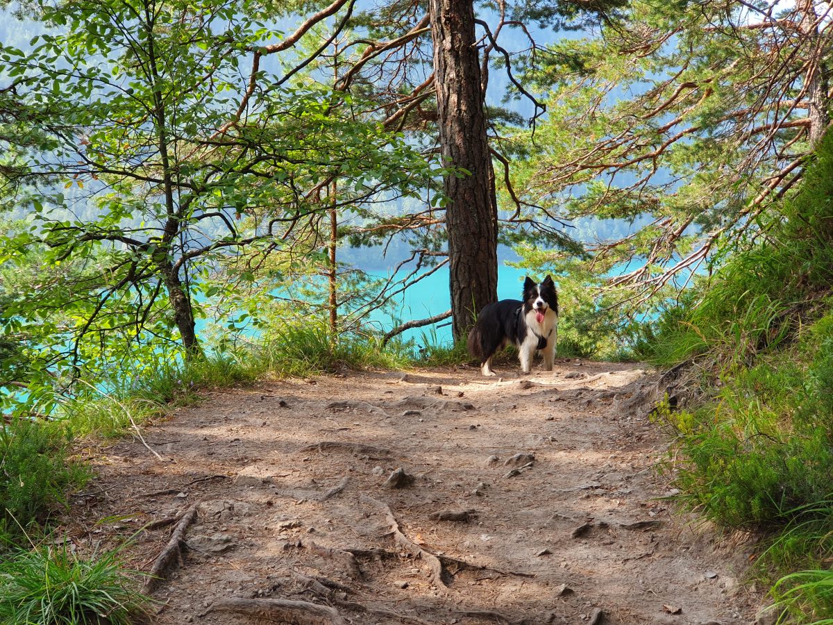 Let's Dog Geheimtipp für Urlaub mit Hund in Österreich