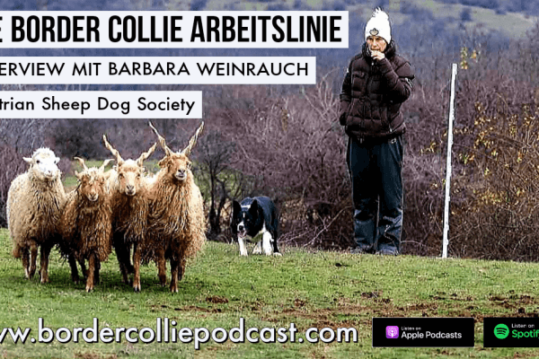 Die Border Collie Arbeitslinie – PODCAST Interview