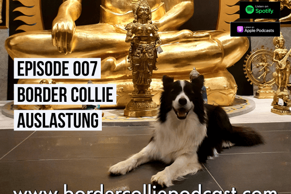 Die richtige Auslastung meines Border Collies – Podcast Episode 007 online