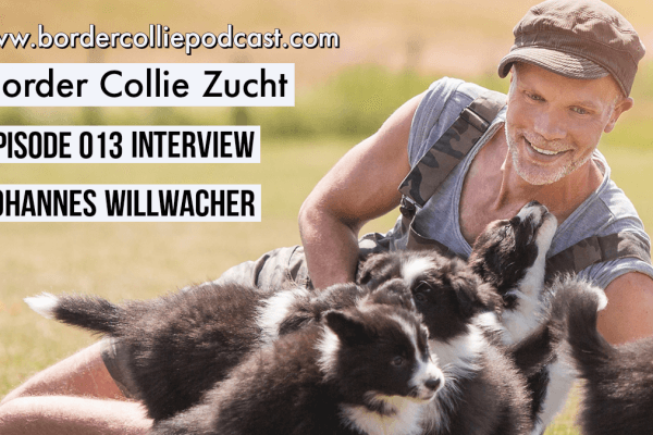 Die Border Collie Zucht nach FCI – Interview mit Johannes Willwacher – Podcast Episode 013