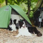 Hundefreundlicher Campingplatz Slowenien